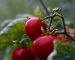 Hang On Little Tomato!: Juicy summer recipe