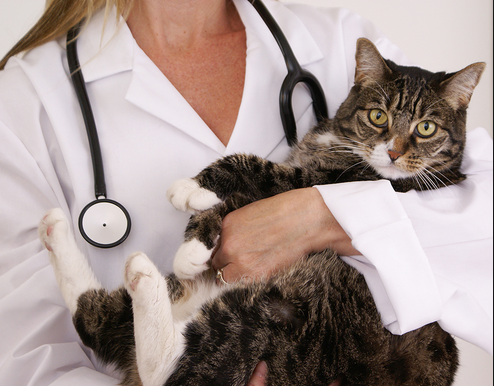 Choosing the Perfect Pet: The Best Companions for Nurses