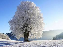 a snow covered tree in winter