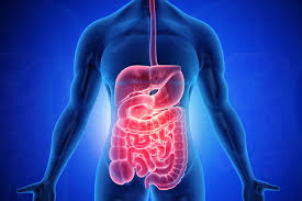 an image rendering of the GI tract for GI nurses week