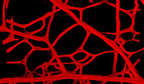 red blood vessels on a black background for vascular nursing